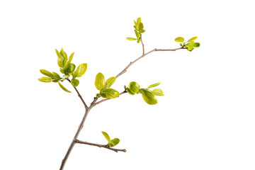 young green leaves on a tree branch isolated on white background, buds in spring