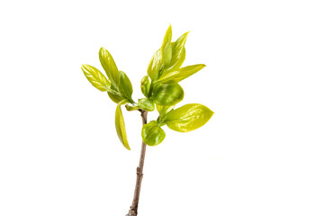 young green leaves on a tree branch isolated on white background, buds in spring