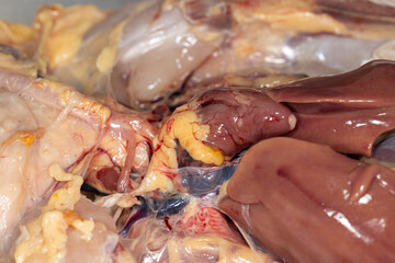 Study the anatomy and physiology of chickens in the biology lab.