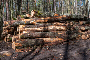 A woodpile of chopped lumber in the forest. A big pile of cut down oak trees. Deforestation.