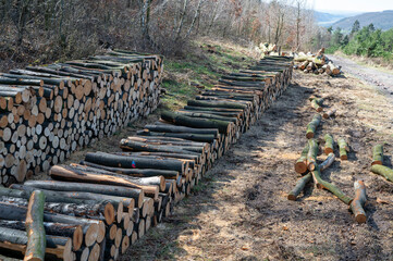 A woodpile of chopped lumber in the forest. A big pile of cut down beech trees. Deforestation.