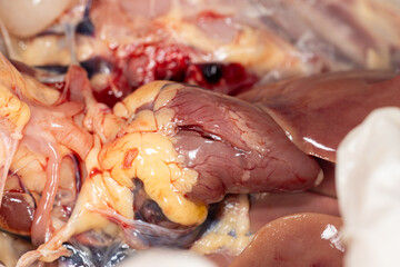 Study the anatomy and physiology of chickens in the biology lab.