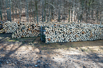 A woodpile of chopped lumber in the forest. A big pile of cut down beech trees. Deforestation.