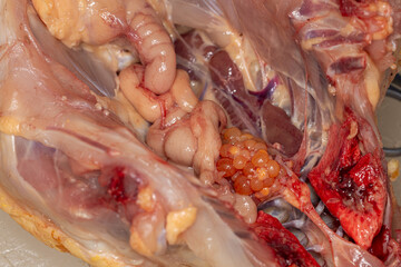 Study the anatomy and physiology of chickens in the biology lab.