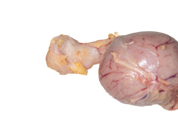 Study the anatomy and physiology of chickens in the biology lab.