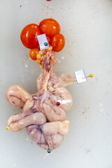 Study the anatomy and physiology of chickens in the biology lab.