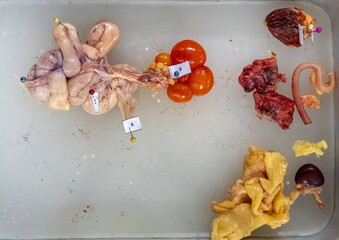 Study the anatomy and physiology of chickens in the biology lab.