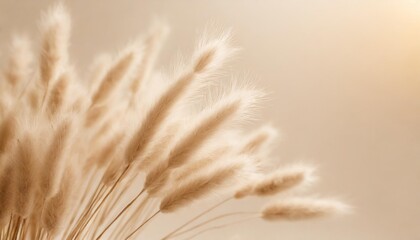 Naklejka premium dry fluffy bunny tails grass on neutral beige background tan pom pom plant herbs abstract floral card poster selective blurred focus