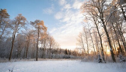 forest cold tree sky background winter snow landscape blue nature season