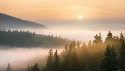 glowing fog in the valley at sunrise mysterious nature phenomenon above the coniferous forest spruce trees in mist beautiful nature scenery