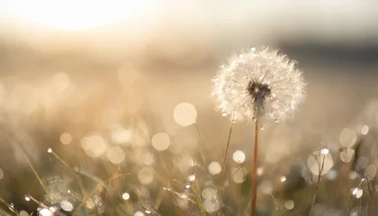 Fotobehang dandelion seed with dew drops beautiful soft spring background copy space soft focus abstract background © Ryan