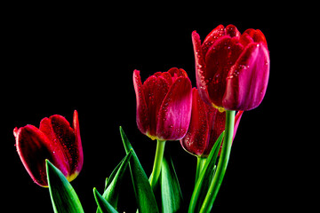 red tulips on black background