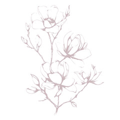 Magnolia tree branch spring flowers, abstract floral sketch art - 775520864