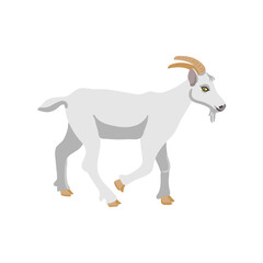 vector drawing white goat, farm animal isolated at white background, hand drawn illustration