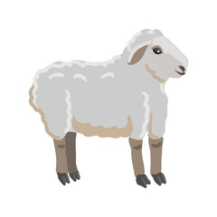 vector drawing grey sheep, farm animal isolated at white background, hand drawn illustration
