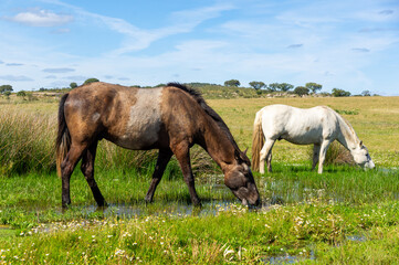 Refreshing Scene: Horses Grazing in a Field Soaked by Spring Rain.
