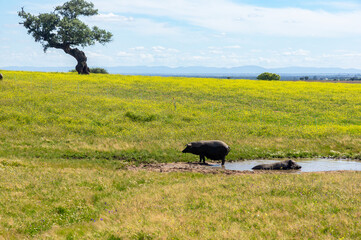 Natural Harmony: Iberian Sows in the Pond under the Gaze of a Solitary Oak Tree.