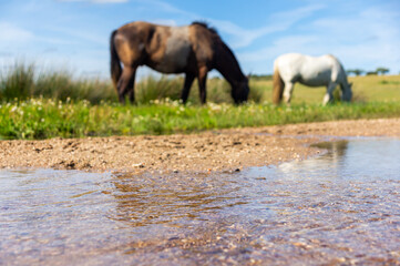 Fototapeta premium Natural Scene: Stream in Detail with Blurred Grazing Horses.