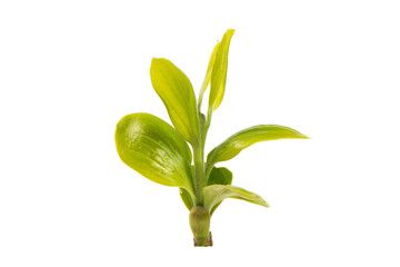 young green leaves on a tree branch isolated on white background, buds in spring