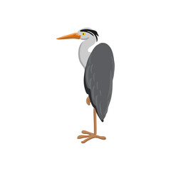 vector drawing grey heron, wild bird isolated at white background, hand drawn illustration