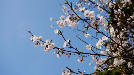 벚꽃 꽃 봄 나무 자연 flower 봄 봄날 하늘 