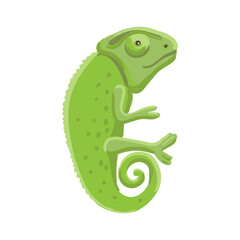 vector drawing green chameleon isolated at white background, hand drawn illustration - 775521850