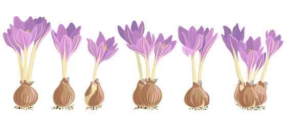 autumn crocus, meadow saffron with bulbs, naked lady, flowers of Colchicum , vector drawing wild plants at white background, floral elements, hand drawn botanical illustration