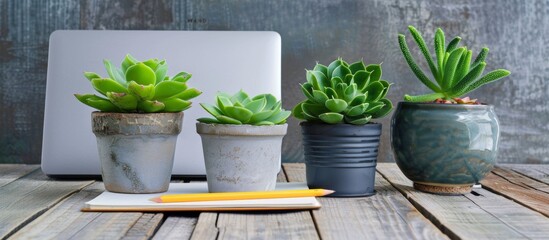 Three potted plants on wooden table with laptop