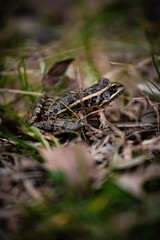 frog in the grass