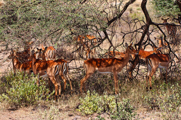 A female impala herd take shelter from the scorching sun at the Buffalo Springs Reserve in Samburu...