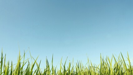 View of the tips of green rice leaves and blue sky in the background.