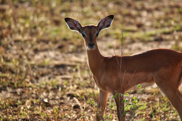 A Female Impala looks on with full attention at passing safari visitors at the Buffalo Springs...
