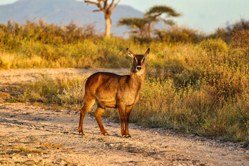 A young waterbuck is pictured in a golden twilight evening setting at the Buffalo Springs Reserve in Samburu County, Kenya