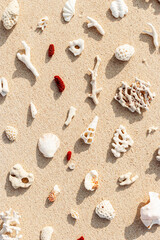 Fototapeta na wymiar Assorted Seashells and corals on Beige Beach Sand, nature flat lay from shells and white and red coral pieces on natural sandy background, minimal creative pattern, neutral trend tones, above view