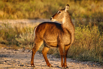 A young waterbuck is pictured in a golden twilight evening setting at the Buffalo Springs Reserve in Samburu County, Kenya
