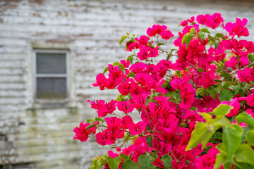 Bougainvillea