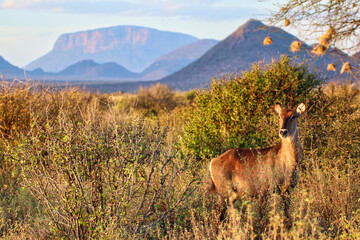 A picture postcard african savanna scene of a young waterbuck in the golden light of the evening at...