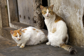 Two cats sitting on a step next to a carved wooden door in Zanzibar's Stone Town