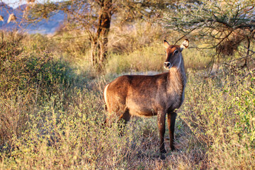A young waterbuck is pictured in a golden twilight evening setting at the Buffalo Springs Reserve...