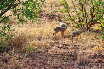 A Trio of Dikdik antelopes playing in the bush in the twilight hours at the Buffalo Springs Reserve in Samburu County, Kenya