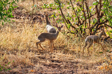 A Trio of Dikdik antelopes playing in the bush in the twilight hours at the Buffalo Springs Reserve...