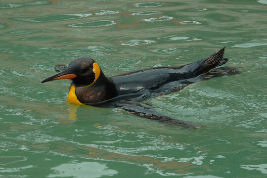 king penguin on the Atlantic Ocean, sunny day, no humans