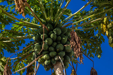 papaya with green fruits, subsistence agriculture on a farm in Brazil