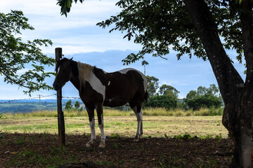 Spotted horse feeds in the pasture area of a ranch in Brazil