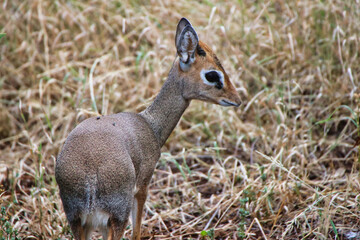 Closeup of a petite Dikdik antelope at the Buffalo Springs Reserve in Samburu County, Kenya