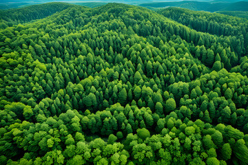 Top view of a young green forest, aerial view