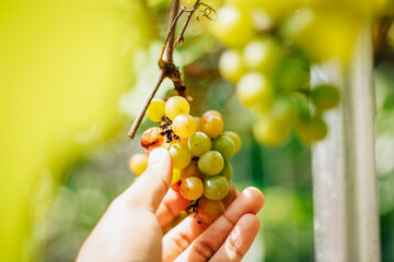 portrait of grapes with blurred background of leaves