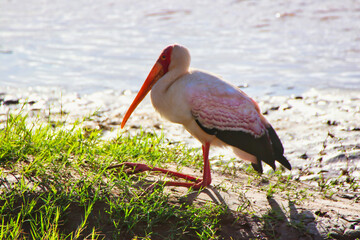 A yellow billed stork with its legs folded front ways rests on the banks of the Ewaso Ngiro river...