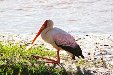 A yellow billed stork with its legs folded front ways rests on the banks of the Ewaso Ngiro river...