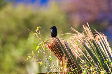 A Fork tailed Drongo is caught in the bright sun with shiny bright red eyes on top of a bush at the...